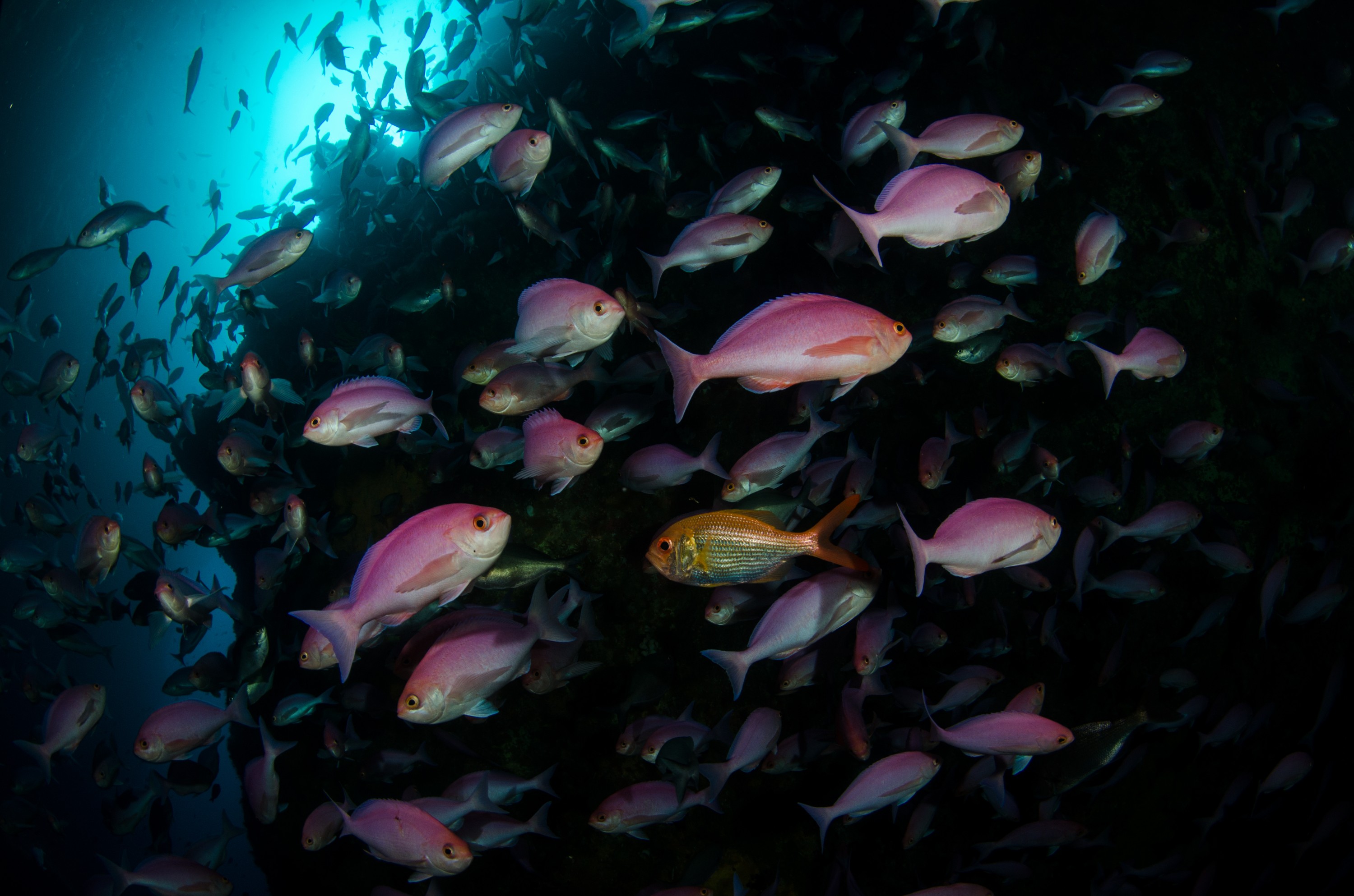 DSC_6280 – crispin, nz, new zealand, new, zealand, poor, knights, marine, reserve, underwater, Pink, maomao, Caprodon, longimanus, Golden, Snapper, Centroberyx, affinis,